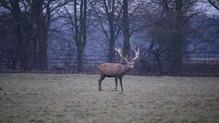 Injured red stag cull, blazer r8 .243  text book shot by a young apprentice