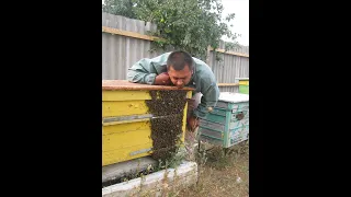 Пчелы рой, снятие и посадка роя в улей...