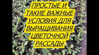 10 СТУПЕНЕК  К СОЗДАНИЮ УСПЕШНОГО БИЗНЕСА НА ЦВЕТОЧНОЙ РАССАДЕ.ЧАСТЬ 7.УСЛОВИЯ ВЫРАЩИВАНИЯ