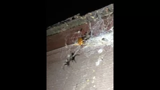 2 Spiders having dinner... 1 June Bug escaped!