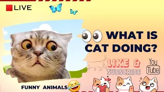 Funny Animal Videos 2023  - Funniest Dogs and Cats Videos 🤣 #185