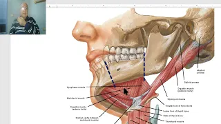 Anatomy of head and neck module in Arabic 53 (Digastric muscle) , by Dr. Wahdan