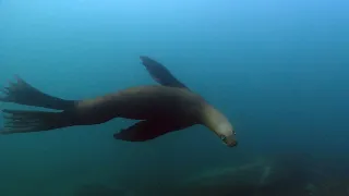 Encountering a Stellar's Sea Lion While Freediving out at Porteau. 2024 Feb