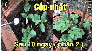 Mẹo dùng bột ngọt trồng rau lớn nhanh xanh tốt - Phần 2