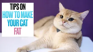 Tips on How to Make Your Cat FAT