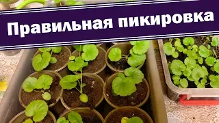 Как правильно пикировать герань. Выращиваем пеларгонию из семян