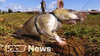 Giant Rats Are Sniffing Out Landmines and Tuberculosis