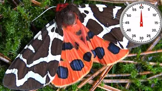 Tiger Moth Life Cycle: One minute life cycles (Arctia caja / Garden Tiger Moth)