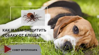 Как и чем защитить собаку от клеща? (Обзор препаратов,  их особенности и нюансы)