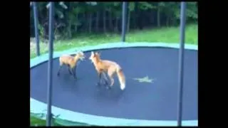 Foxes - OMG Trampoline.mpg