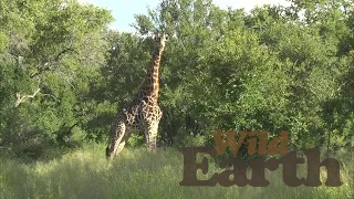 WildEarth - Sunset Safari - 04 March 2020