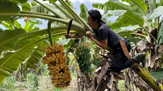 Harvest Bananas, Make banana cakes to sell at the market , king kong amazon , vang hoa