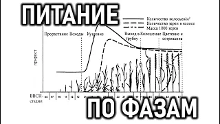 Особенности питания растений в различные фазы развития