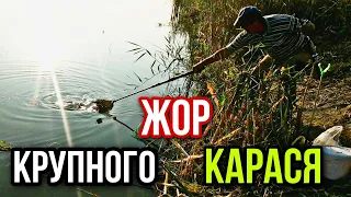 БЕШЕНЫЙ КЛЕВ Крупного Карася /  ОСЕННИЙ ЖОР /  Рыбалка на Удочку.