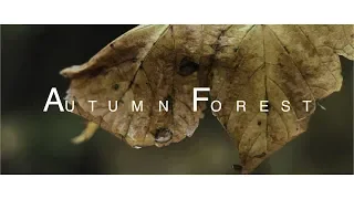 Autumn Forest | A6500 cinematic