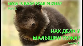 HOW IS BABY BEAR PUZHA? Part 2