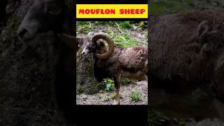 mouflon sheep#animals #short #youtubeshorts #sheep #wildcircle10x