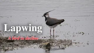 Lapwing , A bird in decline.