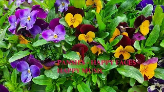 Pansies & Music by Ernesto Cortazar [Soul & Mind Natural Therapy]