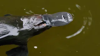 Australian Mammals 1 - Platypus, the weird one