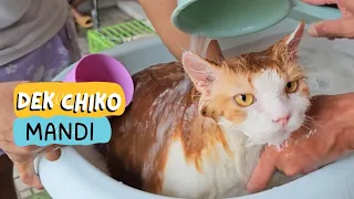 Dek Chiko Mandi Seger. funny video cat cats animals animal trending kucing viral pet dog anjing pets