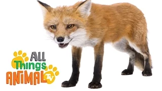 * FOX * | Animals For Kids | All Things Animal TV