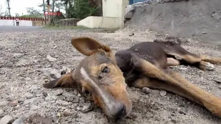 Люди увидели на обочине дороги щенка, который уже не двигался… далее случилось необъяснимое ..