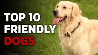 TOP 10 Friendly Dog Breeds | Friendliest Dogs Around 🐕