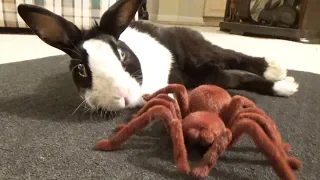 Waking a sleeping rabbit with a giant spider!