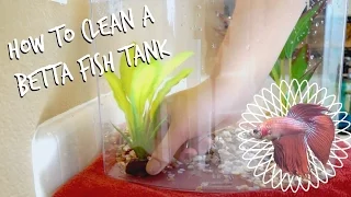 HOW TO CLEAN A BETTA FISH TANK