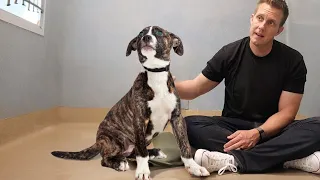 The heartbreaking reason this blind pittie is at the shelter 🥺