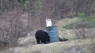 2016 Spring Bear Hunting at Taxis River Outfitters, New Brunswick