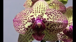 цветение на 3 цветоноса ОРХИДЕИ Клеопатра Phalaenopsis Cleopatra