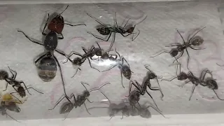 Overview of all ants in my collection Обзор всех муравьев в моей коллекции 03.12.2022