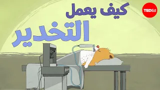 كيف يعمل التخدير؟ - ستيفن زينغ