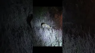 #Shorts Rare sigthings Serval cat hunting in the bush