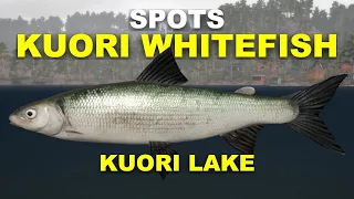 Russian Fishing 4 KUORI WHITEFISH SPOTS Kuori Lake
