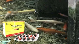 Treating Koi Fish With Tetracyclin😍