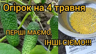 ОГІРОК НА 4 ТРАВНЯ.