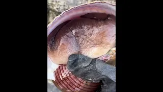 Catching Seafood 🦀🐙 ASMR Relaxing Catch Shark , Catch Fish ,Deep Sea Monster #shorts 82