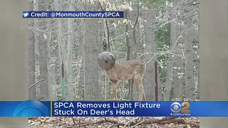 Deer Gets Head Stuck In Light Fixture