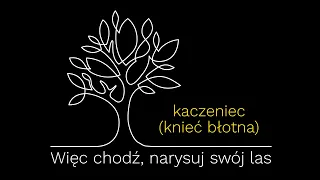 Więc chodź, narysuj swój las - kaczeniec