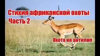 Стихия африканской охоты | Часть 2