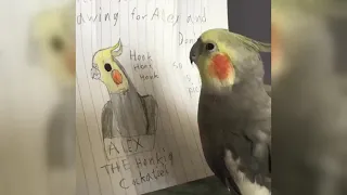 Compilation of Funny Birds Selected From The Internet