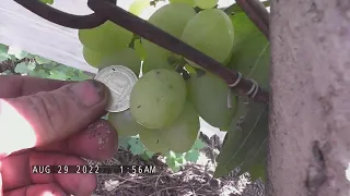 Сорт винограду "Виктор" - сезон 2022 # Grape variety "Vyktor" - season 2022