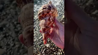 My biggest find !!🐚🤍Mega Triton shell ! 🌊 #beachcombing #shells #seashells #beach #nature #