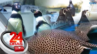 #KuyaKimAnoNa: Mga penguin at stingray, kabilang sa mga hayop na nanganganib maubos... | 24 Oras