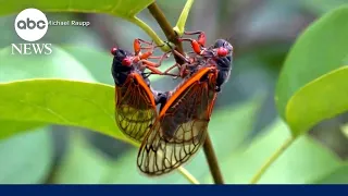 "Cicada tsunami": Millions of cicadas to emerge from ground in US