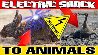 ANIMALS VS ELECTRIC CURRENT ELECTRIC SHOCK TO ANIMALS