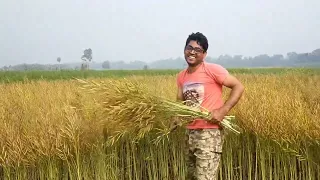 b9 mustard seed|Sarso ki hybrid variety|Top mustard variety|Hybrid Mustard @yourkrishanofficial140